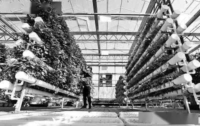 未來農業科技的三大突破點 植物工廠、智慧農業與功能食品的技術交融